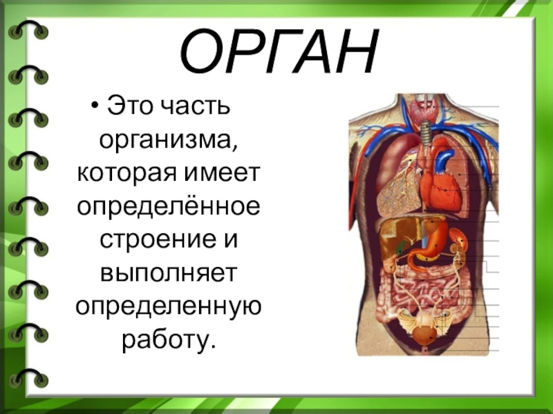 Органы бывают. Органы тела. Организм человека 3 класс. Наружные и внутренние органы человека. Части органов человека.