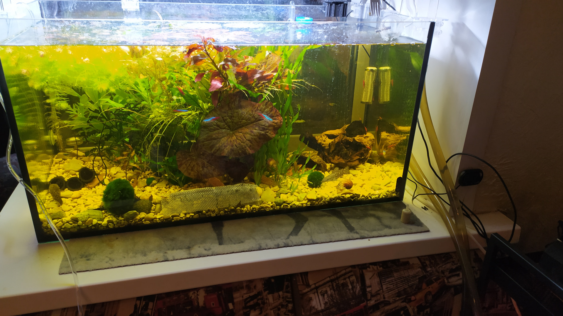 перезапуск аквариума. пропант в креветочнике. перезапуск аквариума грунт. грунт для аквариума. как сделать перезапуск аквариума с рыбками и растениями.