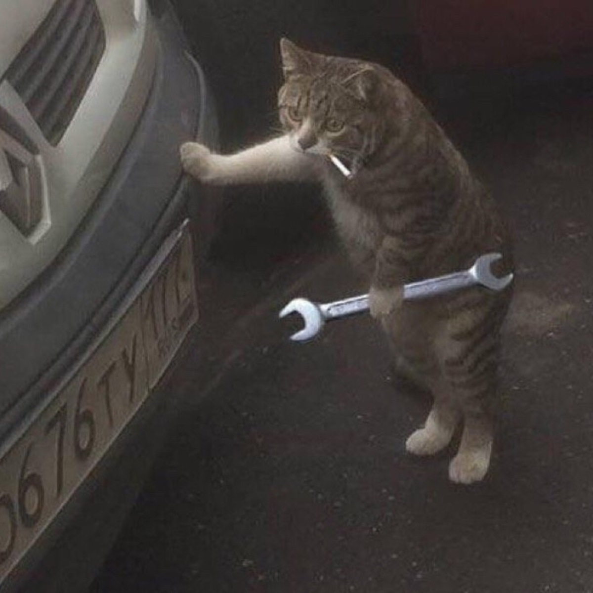 Кот механик. Кот ремонтирует машину. Кот с гаечным ключом. Кот чинит авто. Кот автомеханик.
