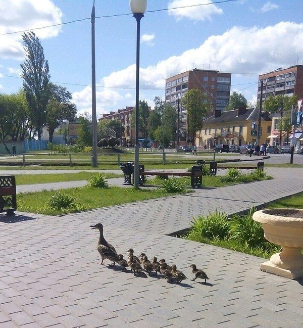 Фото на сельмаше гомель