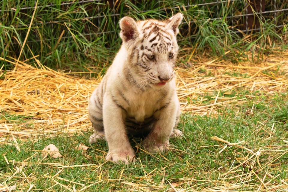 Фото в бортжурнале Subaru Impreza (GC/GF)