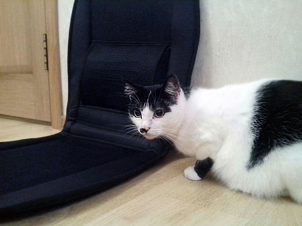 Фото в бортжурнале Ford Fusion