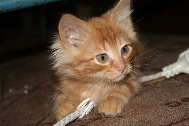 Смешные котята. Храбрый котенок. Маленький котенок. Смелая кошка. Смелые котята.