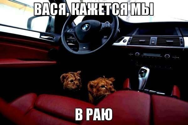 Кот с бмв. Коты и BMW. Котик с БМВ. Кот с БМВ Мем. Обои кот с БМВ.