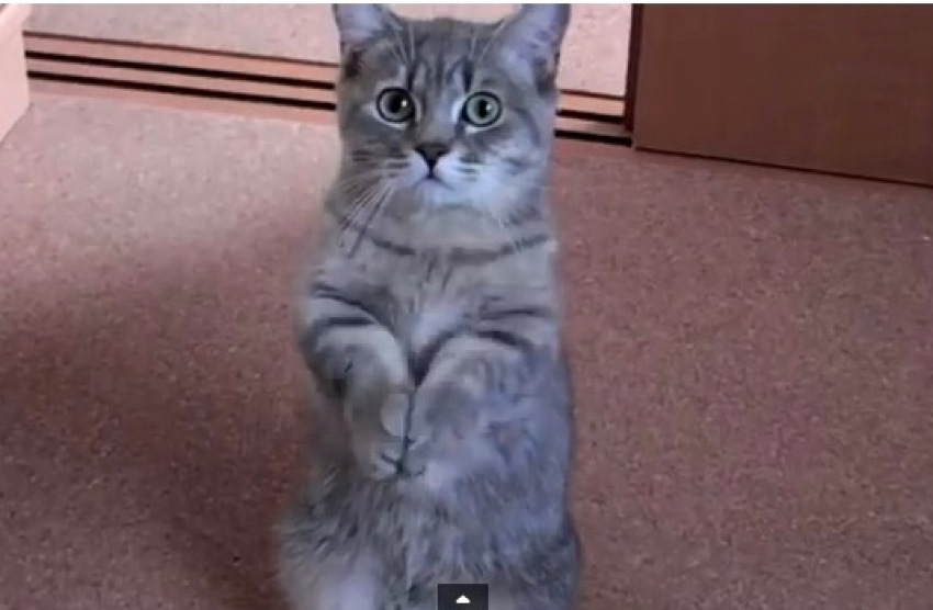 Котик просит