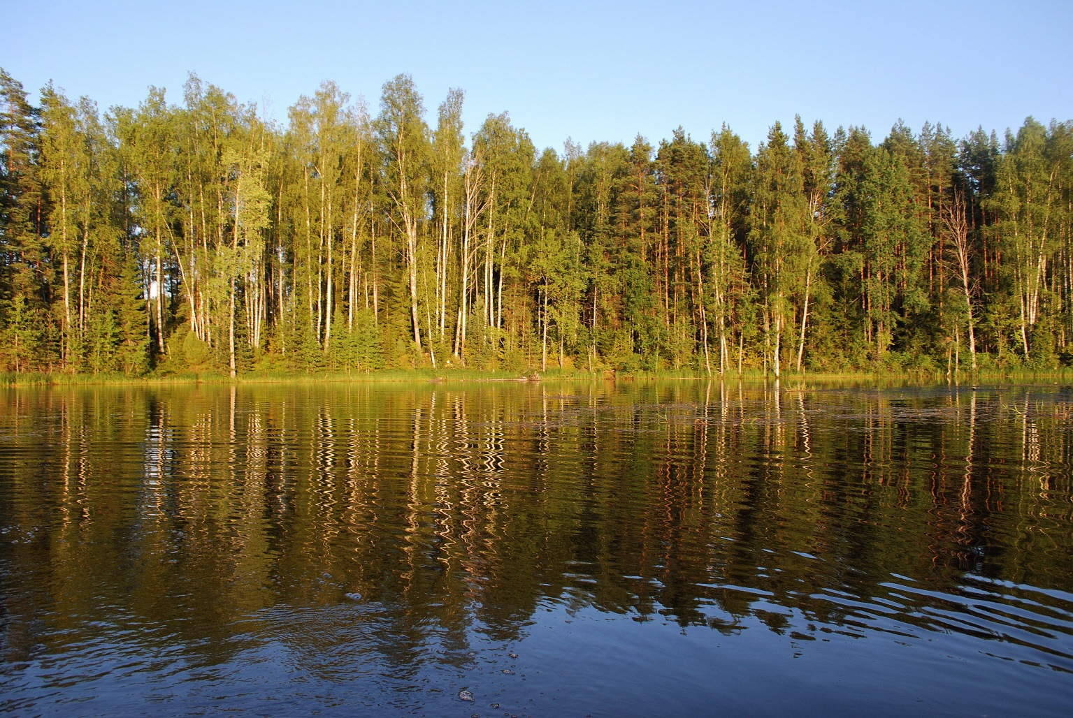 Озеро волго тверская. Сосновый Бор озеро Волго. Озеро Волго Селигер. Озеро Волга в Тверской области.