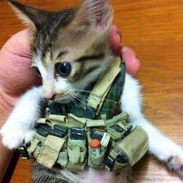 Кот в военной форме фото