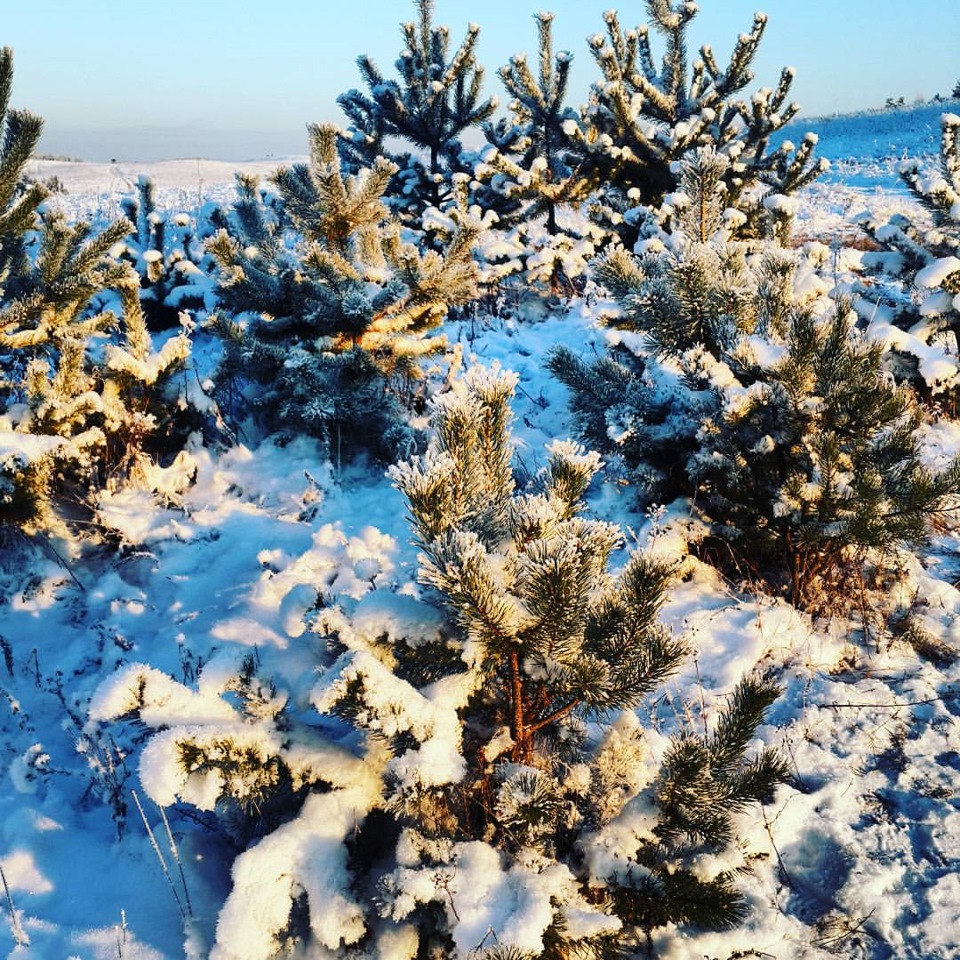 Воскресенье, ватрушка катания )! — Chevrolet Niva, 1,7 л, 2004 года ...