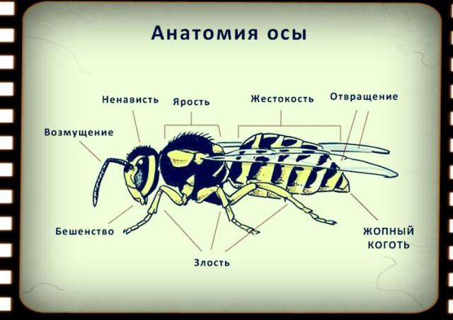 Строение осы схема