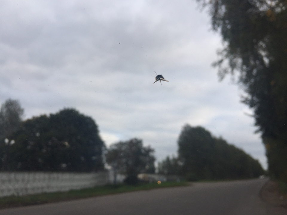 Первый скол на лобовом — Daewoo Nexia (N150), 1,6 л, 2009 года ...