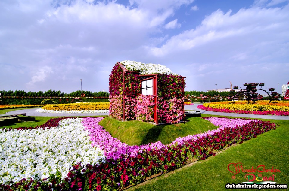 Парк цветов фото Цветы ведь тоже позитив.Dubai Miracle Garden - Сообщество "Позитивов ☺ зы" на DR