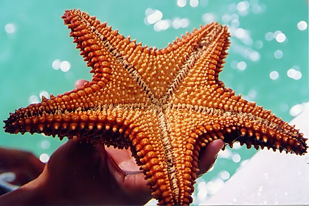 Рост морской звезды. Поворотная симметрия морская звезда. Солястер морская звезда. Ядовитые морские звезды. Необычные морские звезды.