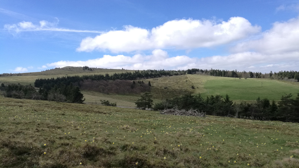 Поля заросли нарциссами. Такого тут я еще не видел. — Audi A4 (B9)