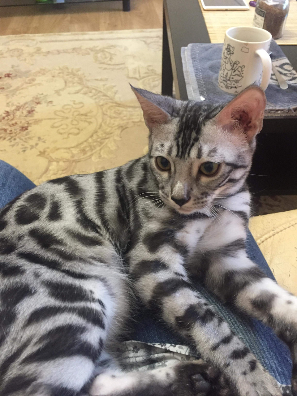 Бенгальская кошка серебро