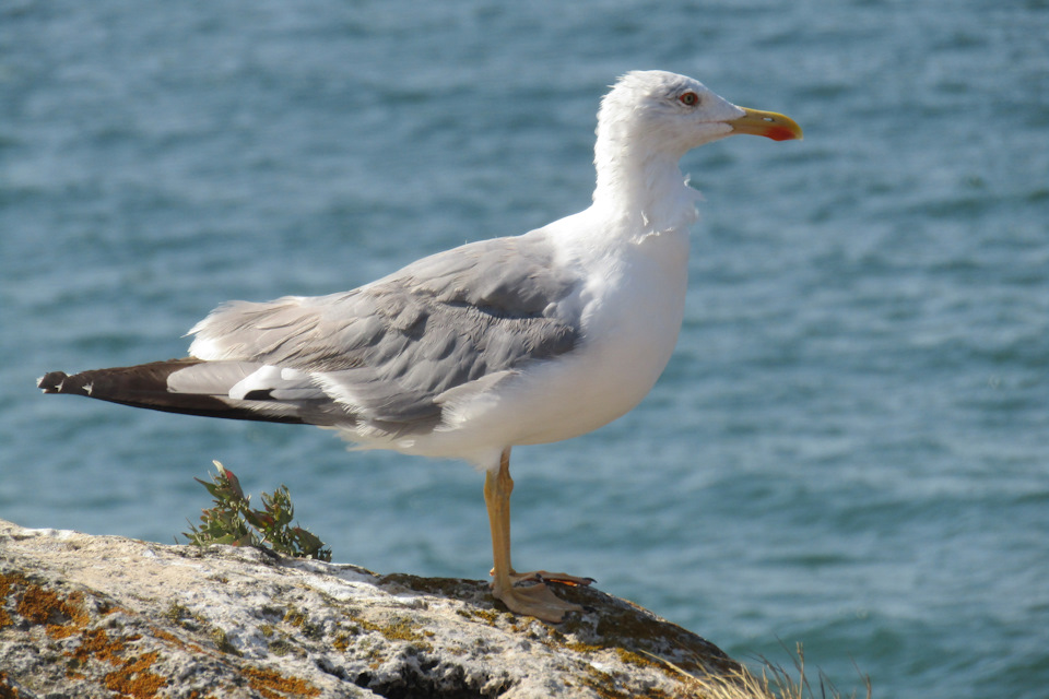 Крым 2017г. г.Щелкино — Сообщество «Драйвер-Путешественник» на DRIVE2