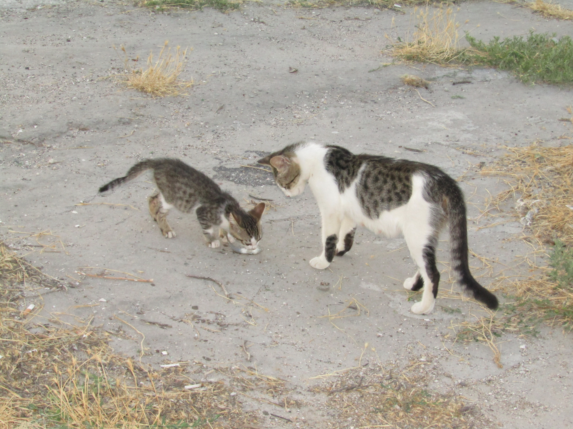Крым 2017г. г.Щелкино — Сообщество «Драйвер-Путешественник» на DRIVE2