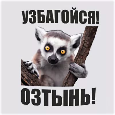 Аватарку, картинки с лемуром с надписью узбагойся
