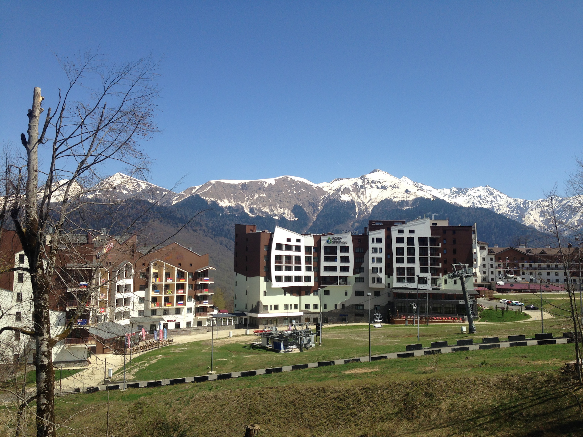 Лечение кошек олимпийская деревня