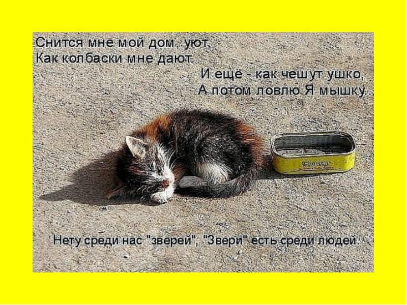 У нас есть кот. Стих про кошку. Статусы про кошек. Стих про выкинутого котенка. Цитаты про животных.