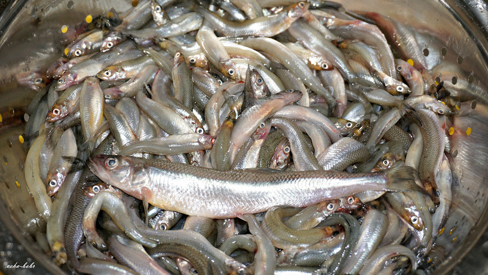 Рыба снеток фото и описание
