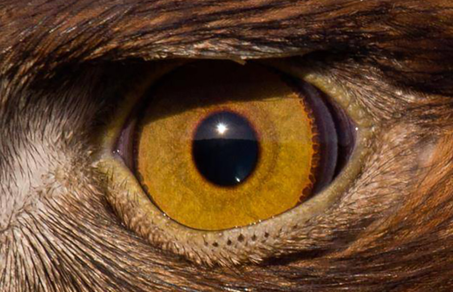 Птичьи глазки. Глаз орла. Глаз птицы. Глаза хищных птиц. Орлиный глаз.