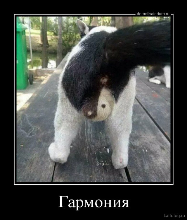 Яйца кота