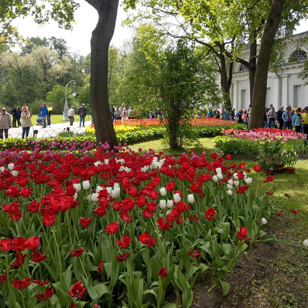 остров тюльпанов