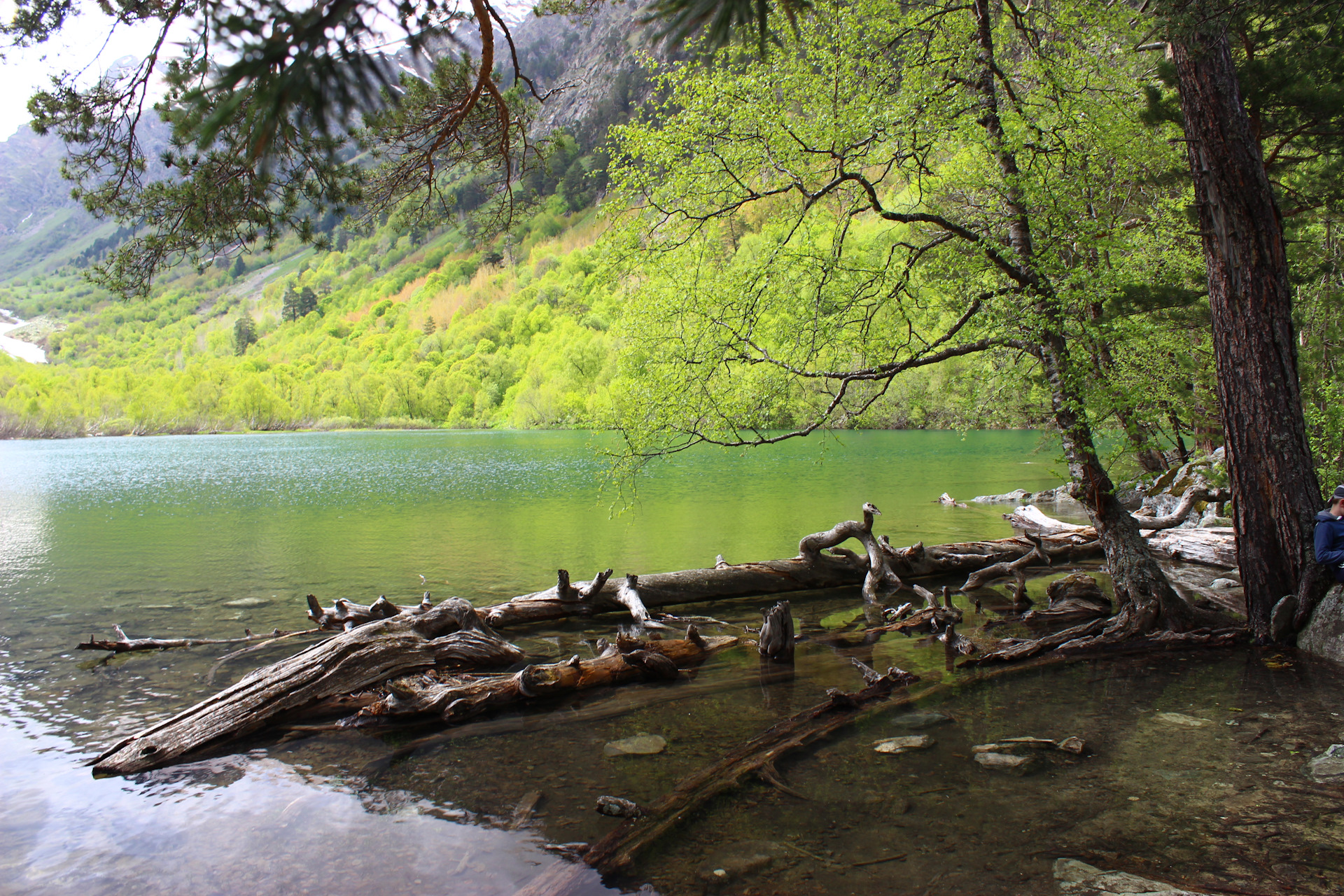 Бадукские озера дерево с переплетенными корнями