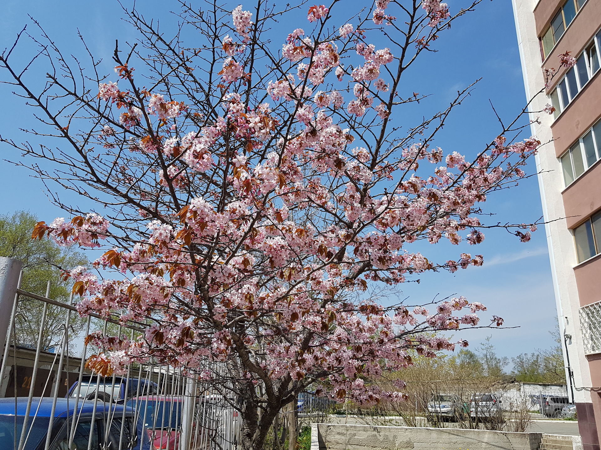 Сакура на сахалине фото