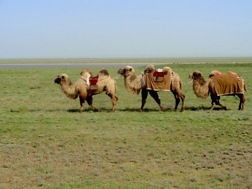 Калмыцкие верблюды фото