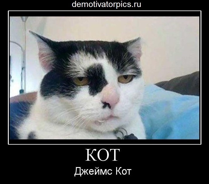 Невезучий кот такой милый - смотреть онлайн короткое видео (shorts) от "Пуффысти