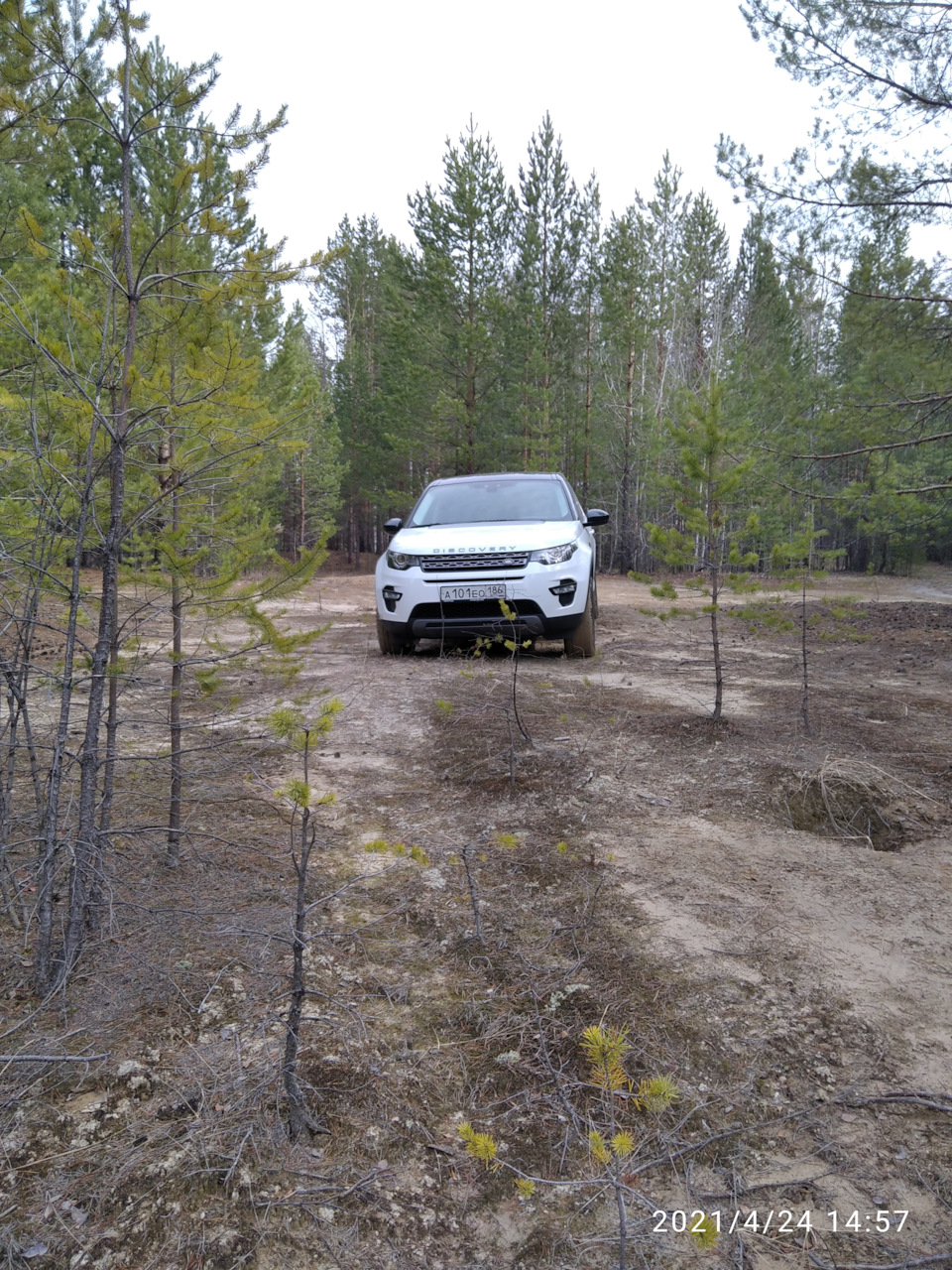 В весеннем лесу — Land Rover Discovery Sport (1G), 2 л, 2017 года |  покатушки | DRIVE2