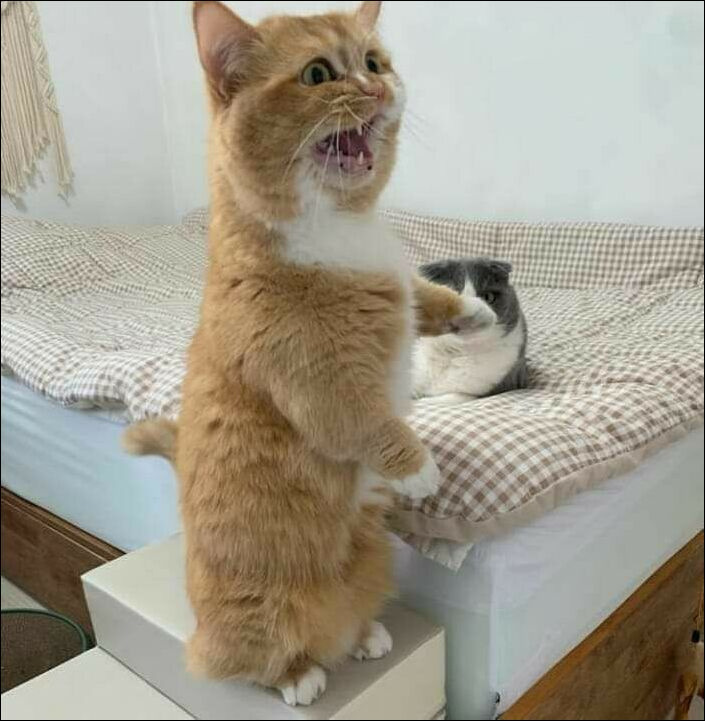 Популярные котики