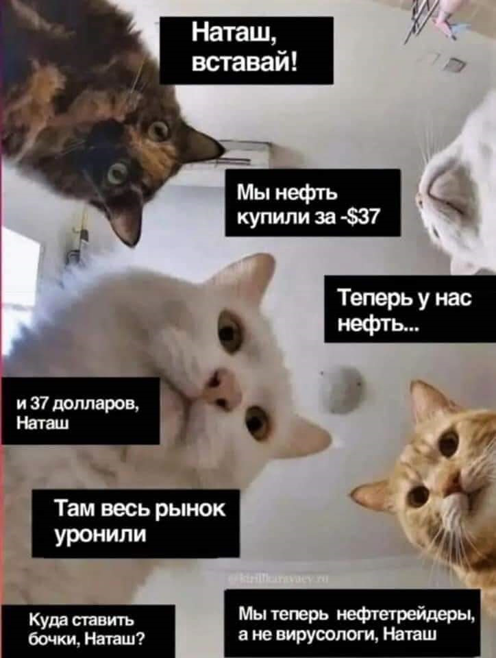 Мем наташа и коты