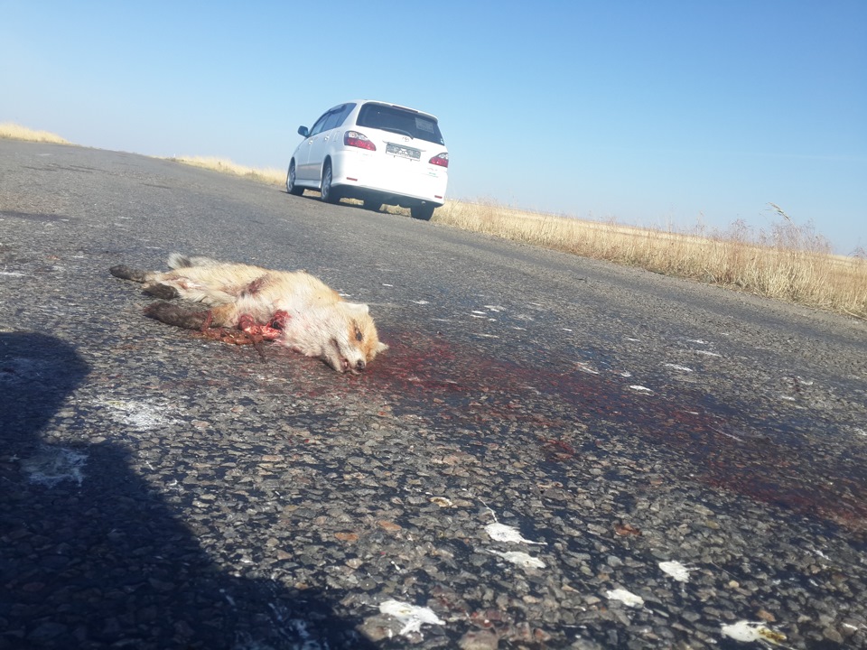 Фото в бортжурнале Toyota Ipsum (21)