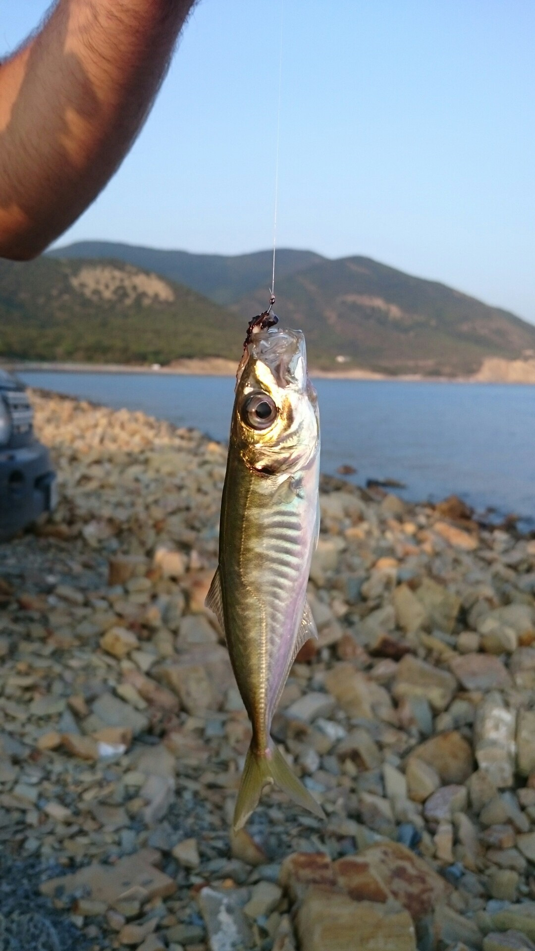 Рыба в озере. Рыба в абрау дюрсо. Большая рыба в озере абрау. Абрау какая рыба водится. Змеи в озере абрау-дюрсо.