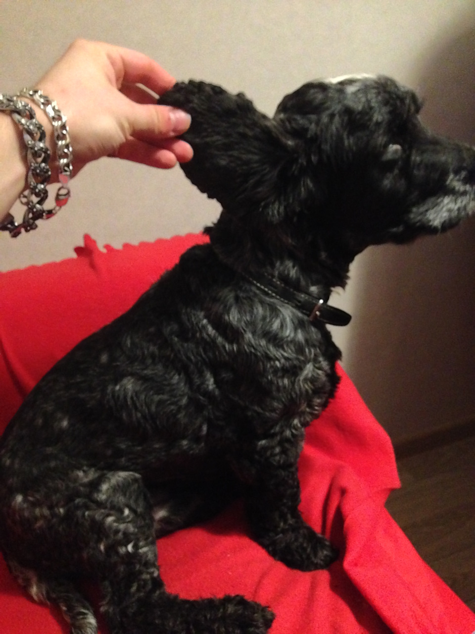 Пруньк) — Mitsubishi Pajero Sport (2G)