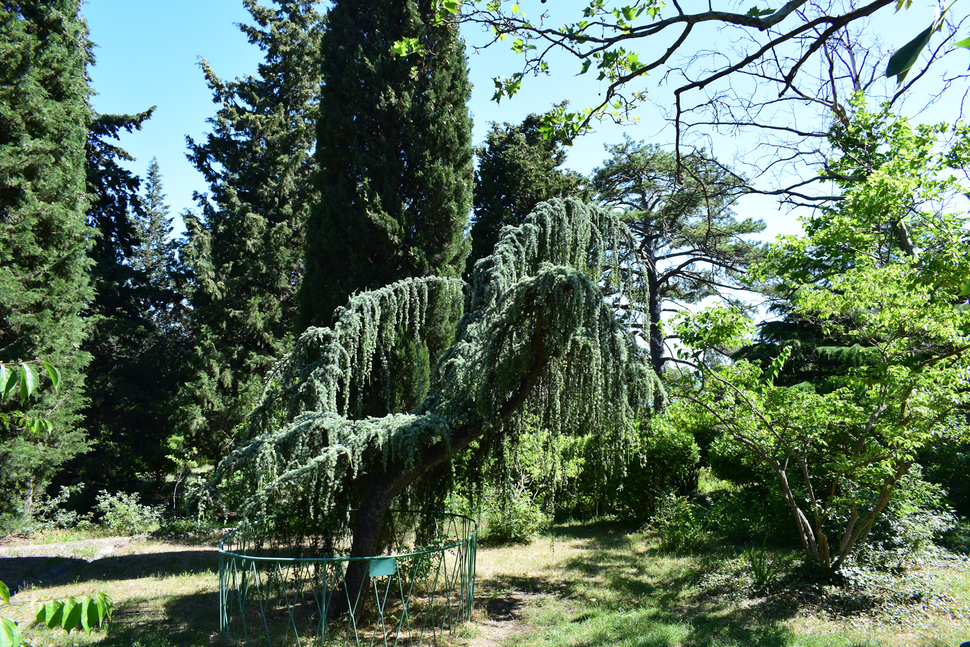 Форосский парк в крыму фото