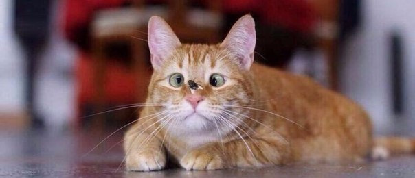 Вот такое у меня сейчас лицо. — Saab 9-5 (1G)