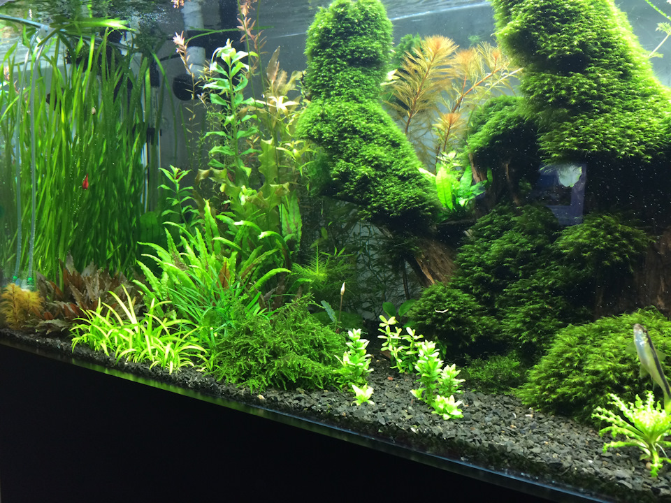 Искусственное сообщество аквариум. Аквариум искусственная экосистема. Аквариум для презентации. Биогеоценоз аквариума. Аквариум искусственная экосистема.