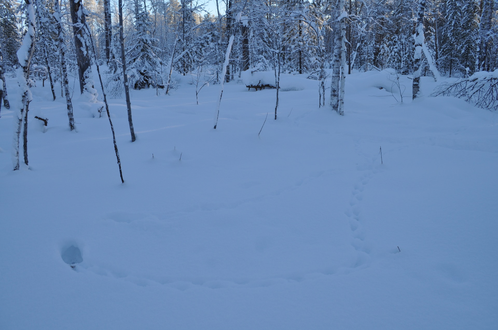 дикий зимник. зимники ямала. красноселькуп зимник информация на 2022 год на 19 января. зимники хмао. зимник юргинский район.