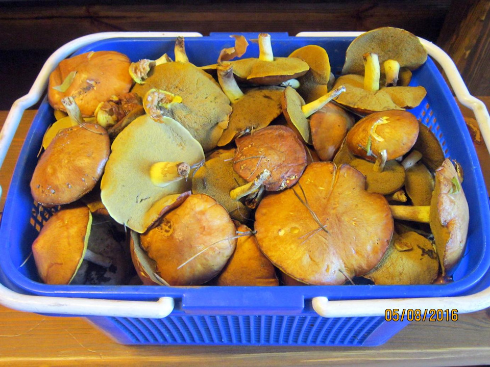 Маслята, только, что из леса. Мелких не было.