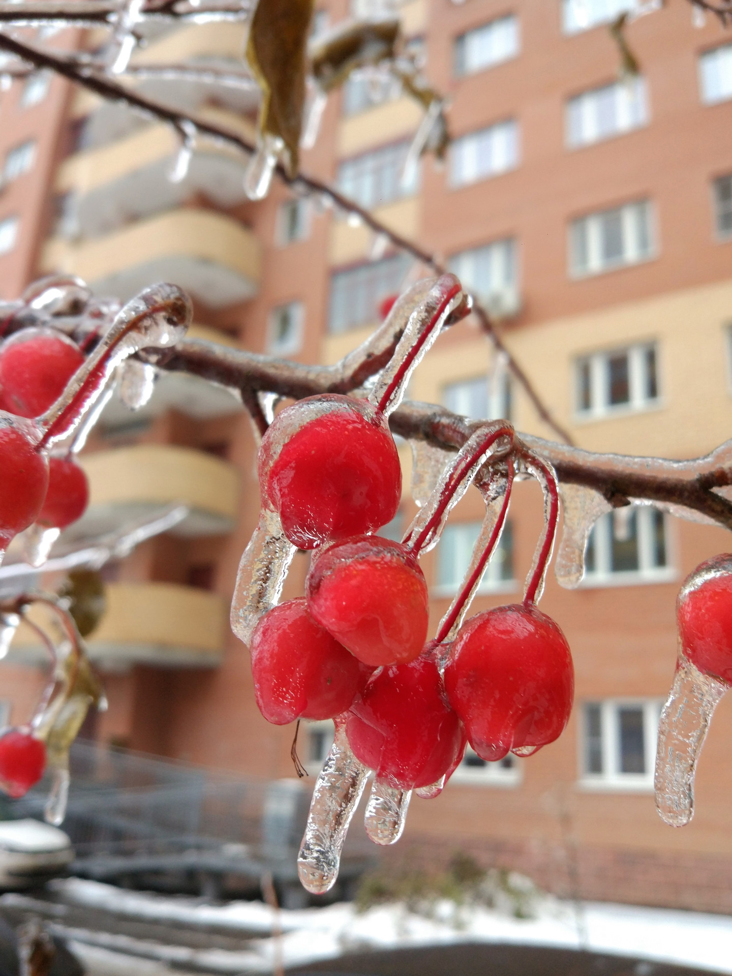 фото ледяной дождь в москве 2010