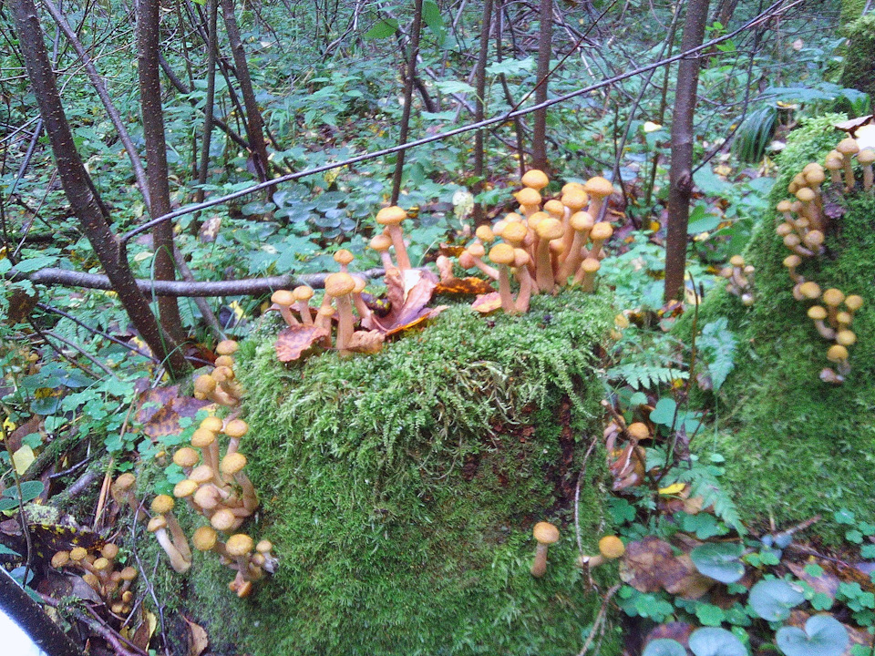 Поездка в лес за опятами. Просто так. — Renault Fluence, 1,6 л, 2012 ...