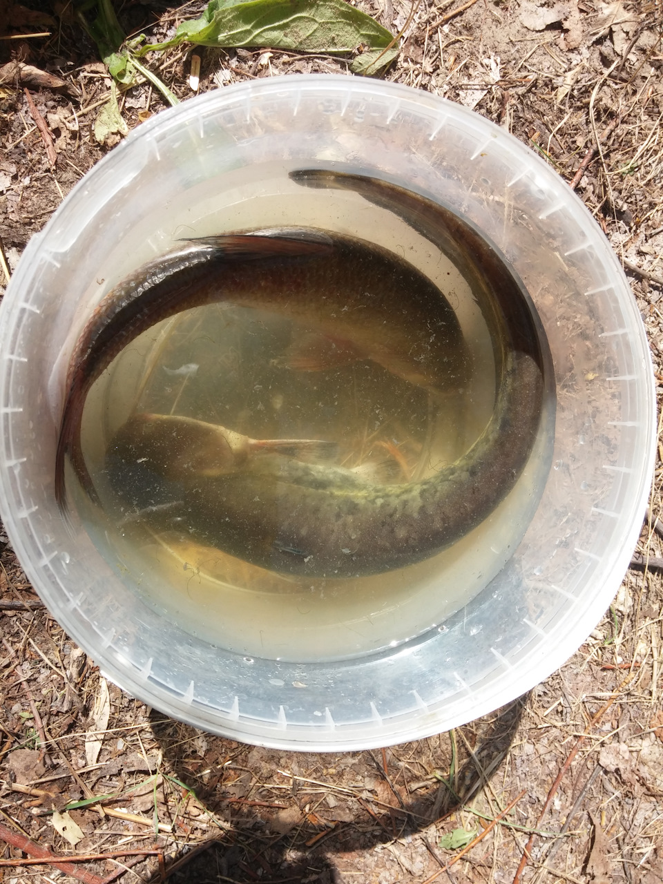 Улов утра третьего (заключительного) дня… — Volkswagen Caravelle (T3)