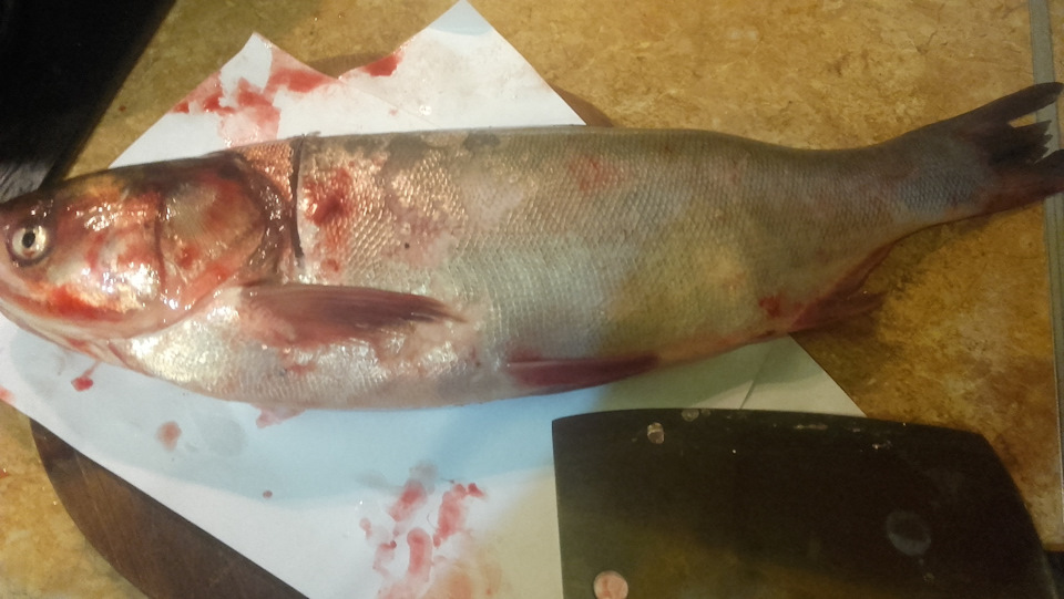 Толстолобик фото рыбы с головой