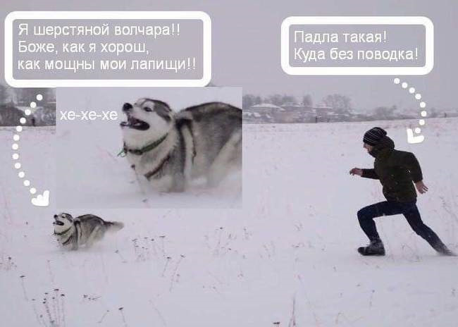 Собака в снегу мем