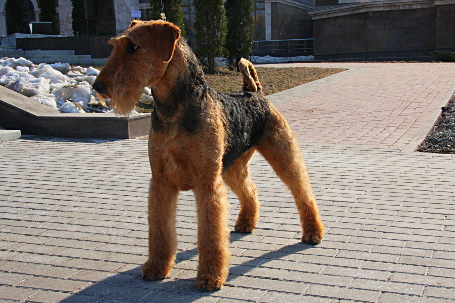 Эрдельтерьер Купить Щенка В Казани