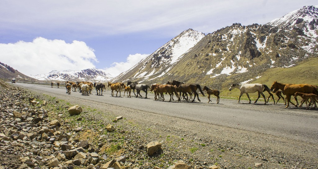 Три киргизии. Западный Памир фауна. Животные Киргизии. Животный мир Памира. Природа Киргизии животные.