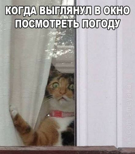 знакомся коточел... #meme #мем #игра #пжрек - YouTube